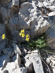 Biscutella laevigata
