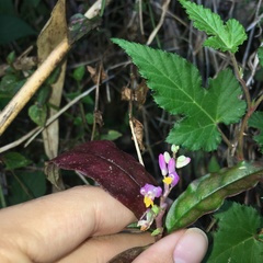 Polygala arcuata