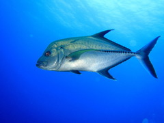 Caranx lugubris