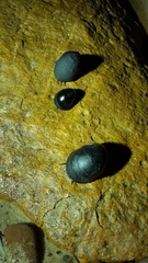 Nerita atramentosa