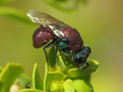 Chrysis pulchella