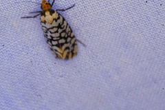 Moerarchis clathrata