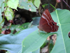 Abisara