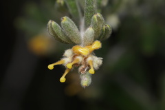 Grevillea fuscolutea