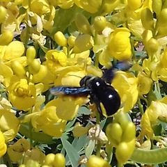 Xylocopa sulcatipes