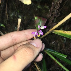 Polygala arcuata