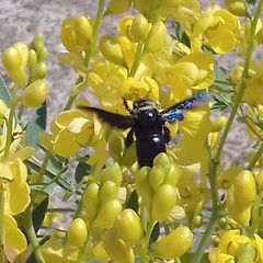 Xylocopa sulcatipes