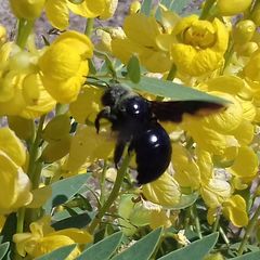 Xylocopa sulcatipes