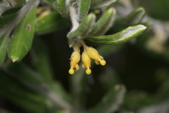 Grevillea fuscolutea