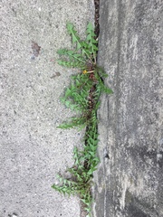 Taraxacum officinale