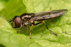 Platycheirus albimanus