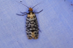 Moerarchis clathrata