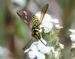 Sapygidae