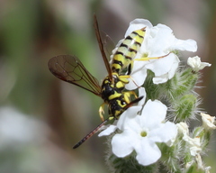 Sapygidae