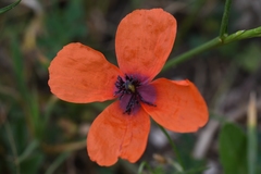 Papaver apulum