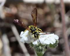 Sapygidae