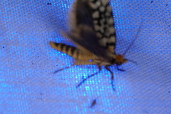 Moerarchis clathrata