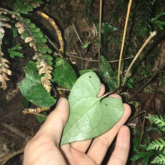 Asarum albomaculatum