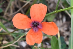 Papaver apulum
