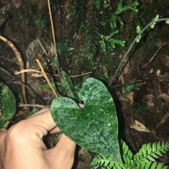 Asarum albomaculatum