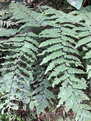 Cyathea borinquena