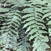 Cyathea borinquena - Photo (c) esimonsumich, μερικά δικαιώματα διατηρούνται (CC BY-NC)