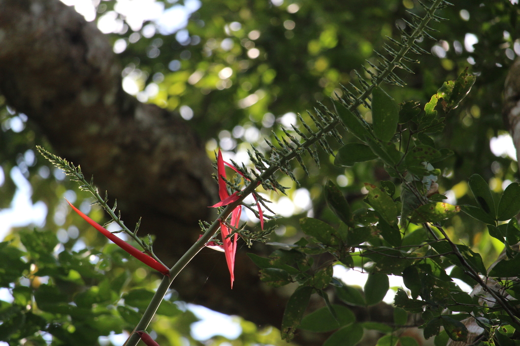 Aechmea bracteata, Flores, Guatemala