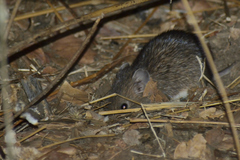 Heteromys pictus