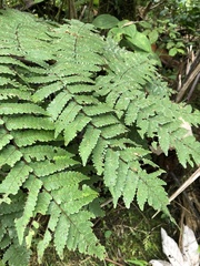 Cyathea borinquena