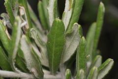 Grevillea fuscolutea