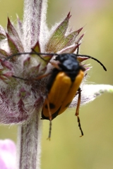 Apalus bimaculatus