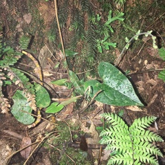 Asarum albomaculatum