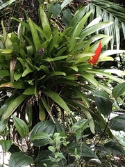 Guzmania berteroniana