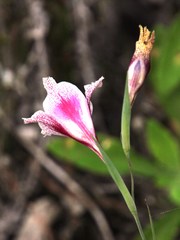 Gladiolus maculatus