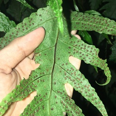 Tectaria griffithii