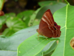 Abisara