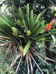 Guzmania berteroniana