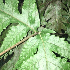 Tectaria griffithii