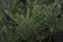 Grevillea fuscolutea
