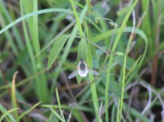 Systoechus candidulus