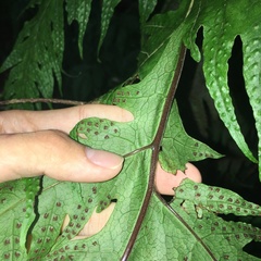 Tectaria griffithii