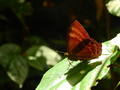 Abisara