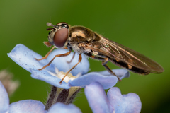 Platycheirus scutatus