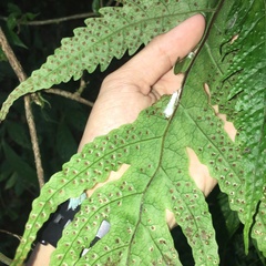 Tectaria griffithii