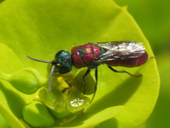 Chrysis pulchella