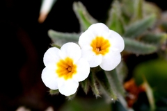 Alkanna corcyrensis