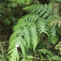 Tectaria griffithii