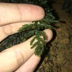 Trichomanes obscurum