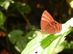 Abisara