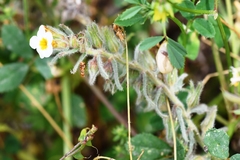 Alkanna corcyrensis